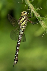 David Plant Photography - Wildlife Photography - Southern hawker - J
